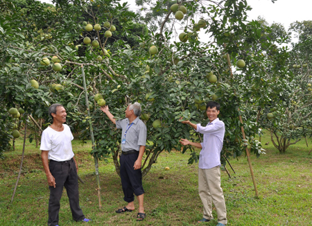 Vườn bưởi của gia đình anh Phạm Thế Hưng (bên phải) ở khu 3, thị trấn Thác Bà cho hiệu quả kinh tế cao.